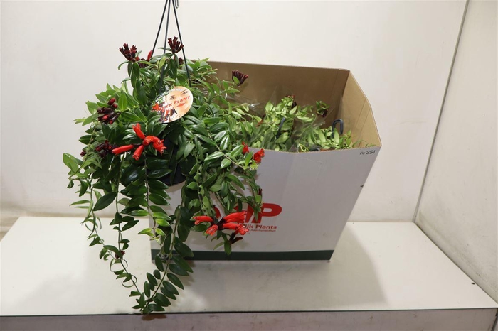 <h4>Aeschyn Mona Lisa</h4>