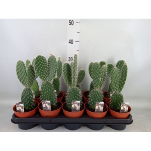 Opuntia