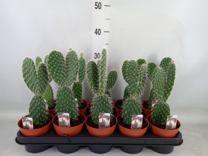 <h4>Opuntia</h4>