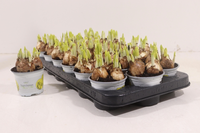 <h4>NARC O TETE A TETE</h4>