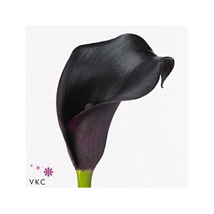 Calla Cantor