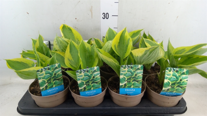 <h4>Hosta  'Twilight'</h4>