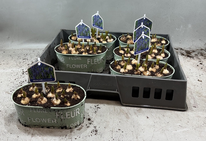 <h4>ARR MUSCARI</h4>