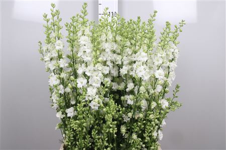 <h4>Cons R Q White</h4>