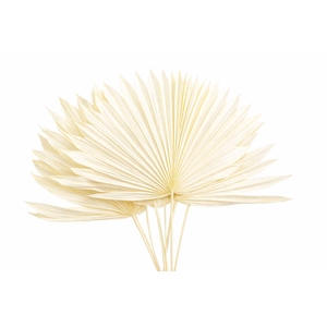 Dried Palm Sun 6pc Bleached Bunch
