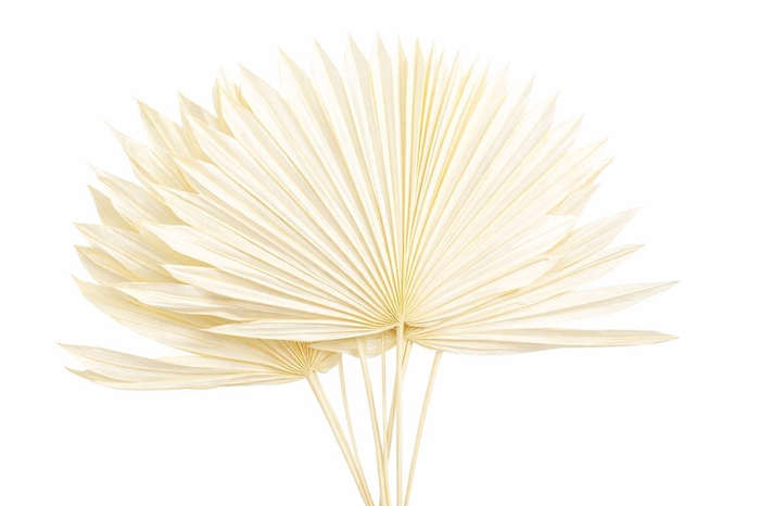 <h4>Dried Palm Sun 6pc Bleached Bunch</h4>