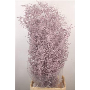 Asparagus Salv. Metal Purple
