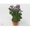 Chrysant Anastasia Lilac