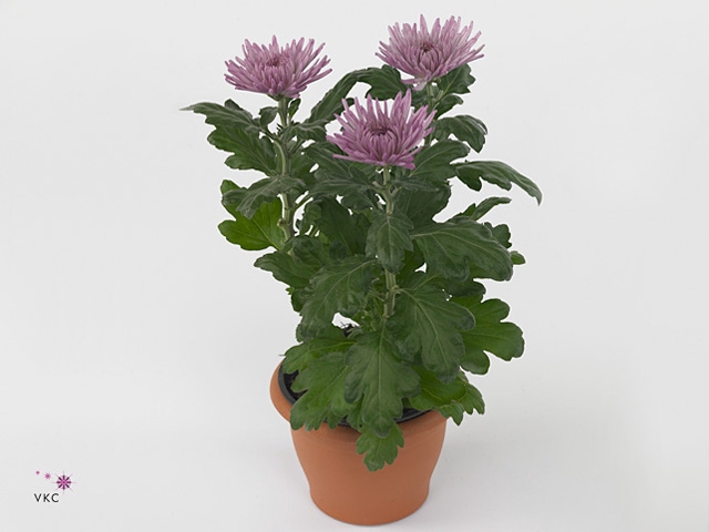 Chrysant Anastasia Lilac