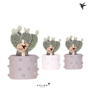 Kolibri Greens Opuntia white in Spike pot mix