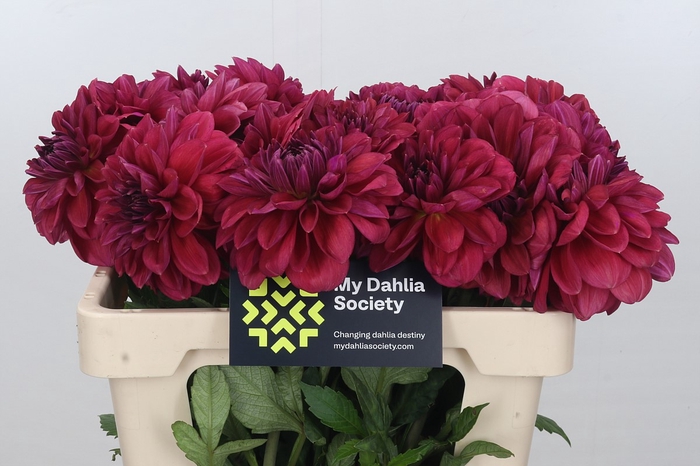 Dahlia Perch Hill