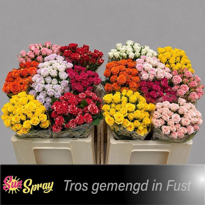 <h4>R TR GEM IN FUST</h4>