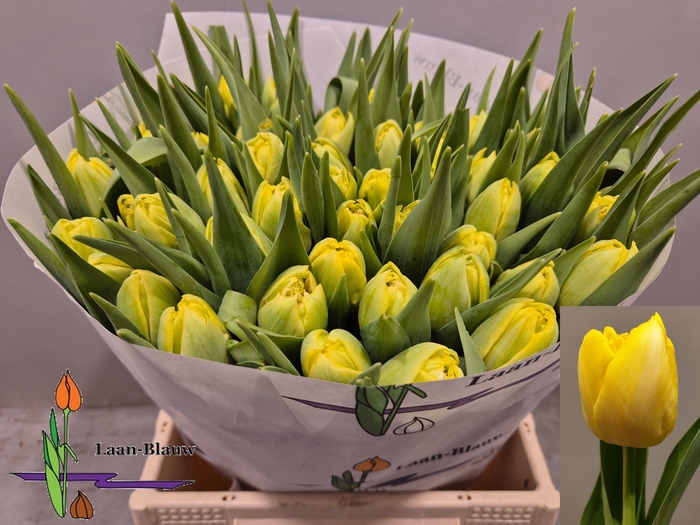 <h4>TU DU MARIE JO</h4>