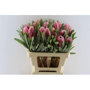 PROTEA LIEBEN CHERRY