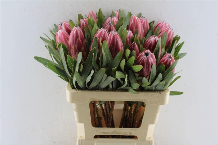 <h4>PROTEA LIEBEN CHERRY</h4>