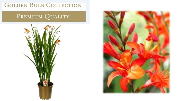 <h4>Crocosmia Briljant</h4>