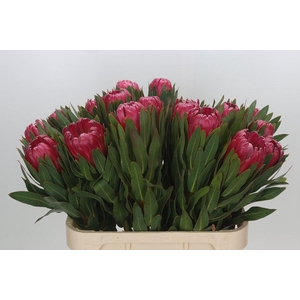 Protea Brenda