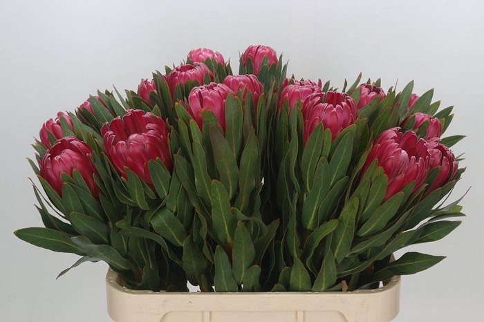 <h4>Protea Brenda</h4>