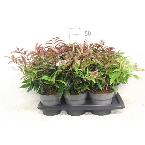 <h4>Leucothoe keiskei 'Royal Ruby' P17 potgekweekt</h4>