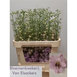 Delph Du Sky Sensation Rose