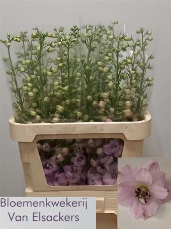 <h4>Delph Du Sky Sensation Rose</h4>