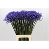 Agapanthus Dr Brouwer