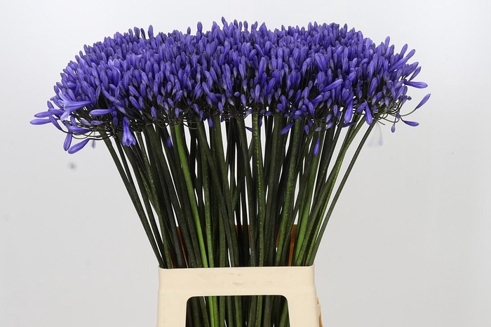 <h4>Agapanthus Dr Brouwer</h4>