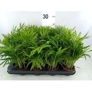 Chamaedorea elegans