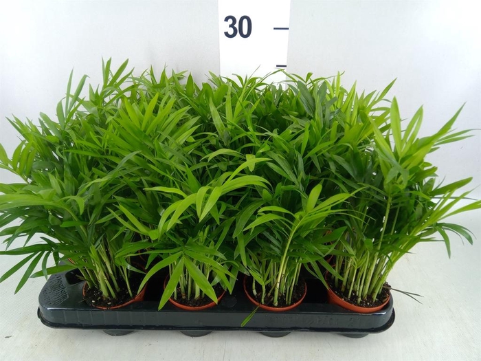 <h4>Chamaedorea elegans</h4>