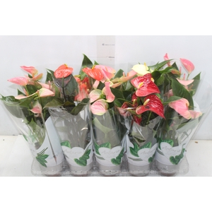 ANTHURIUM VARIADO P12