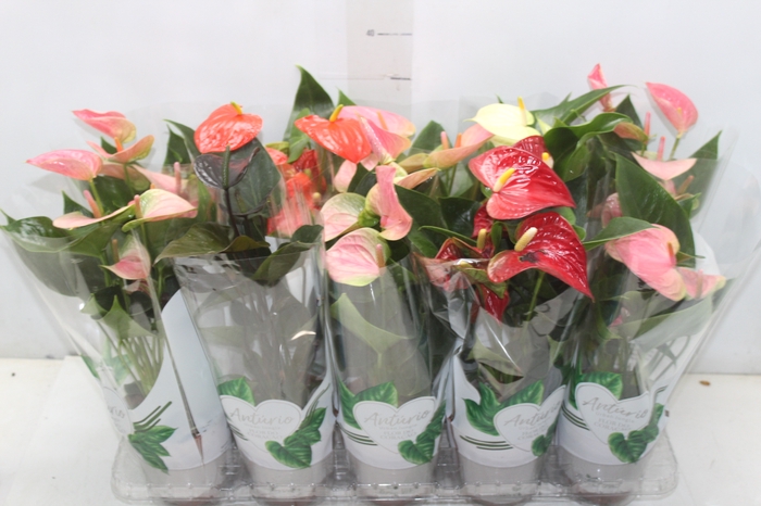 <h4>ANTHURIUM VARIADO P12</h4>