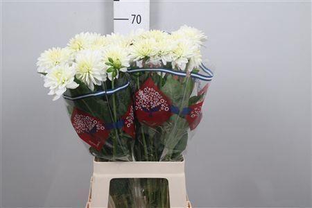 <h4>Dahl White Ballet</h4>