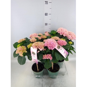 Hydrangea mac. 'Magical Revolution'