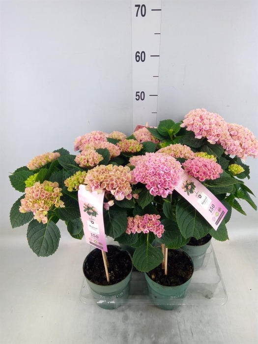 <h4>Hydrangea mac. 'Magical Revolution'</h4>