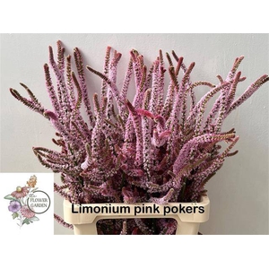 Psylliostachys Suwor Flowergarden
