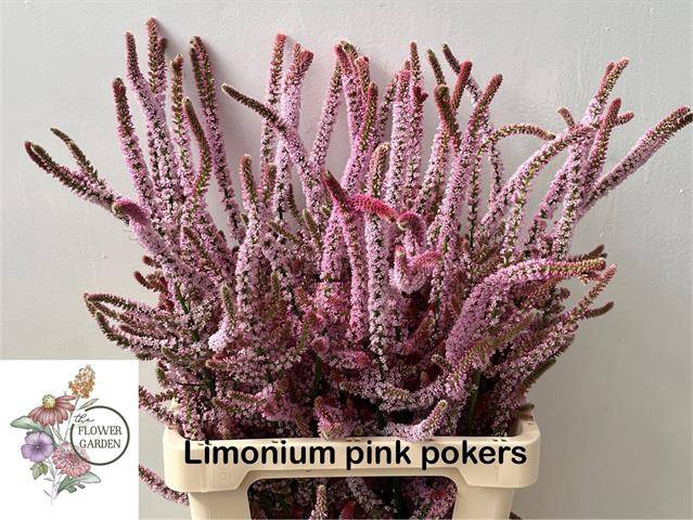 Psylliostachys Suwor Flowergarden