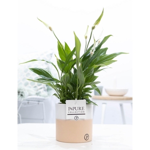 Spathiphyllum Korto in P&PURE Rosy ceramics
