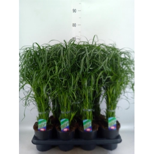 Cyperus alternifolius