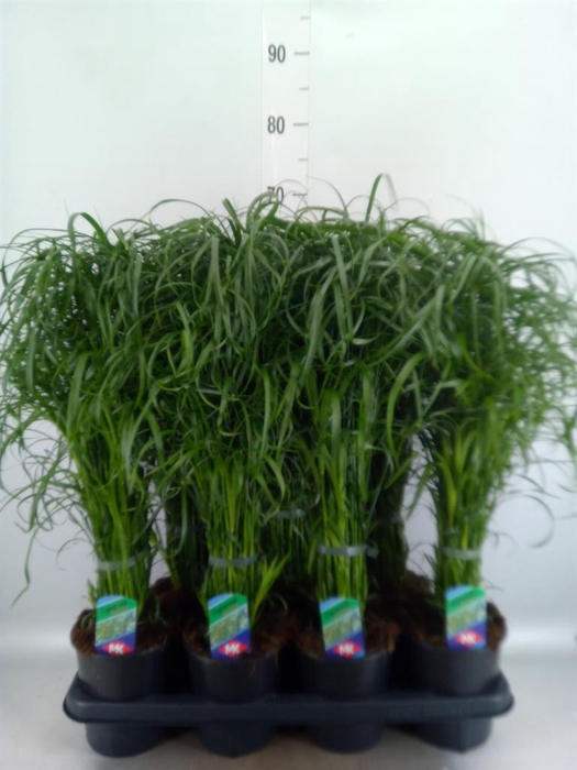 <h4>Cyperus alternifolius</h4>