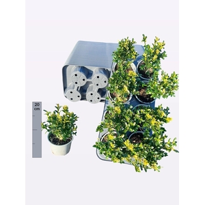 BUXU SEMPERVIRENS