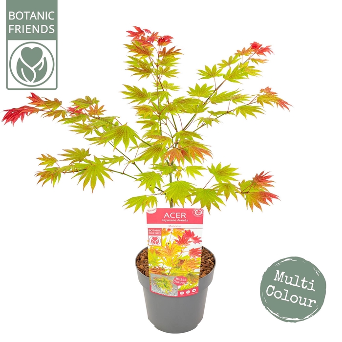 <h4>Acer shirasawanum 'Moonrise' ®</h4>