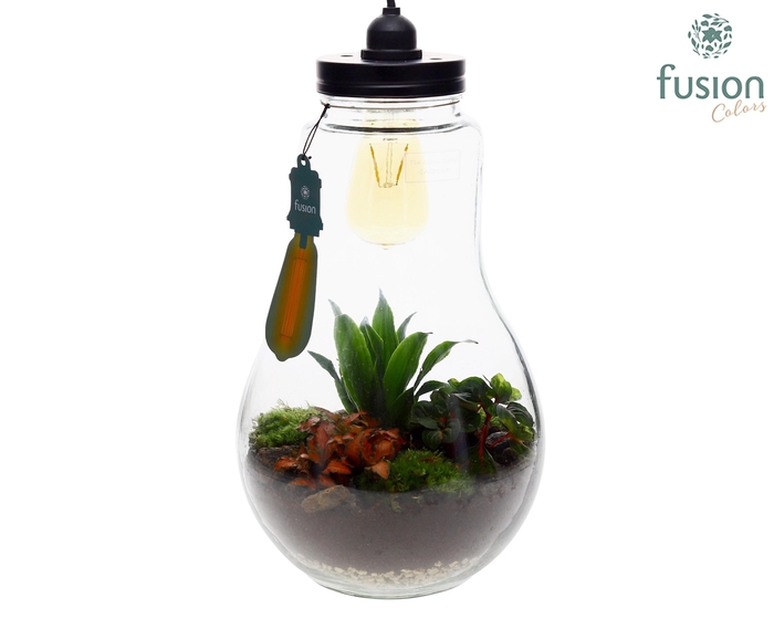 <h4>Glas Terrarium XXL met verlichting met Groene Planten</h4>