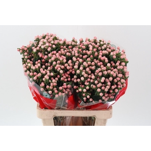 Hyp Lovely Romance Spray 60cm