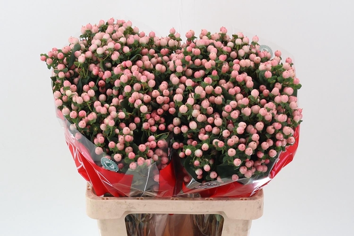 <h4>Hyp Lovely Romance Spray 60cm</h4>