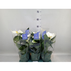 Anthurium  'Karma White'