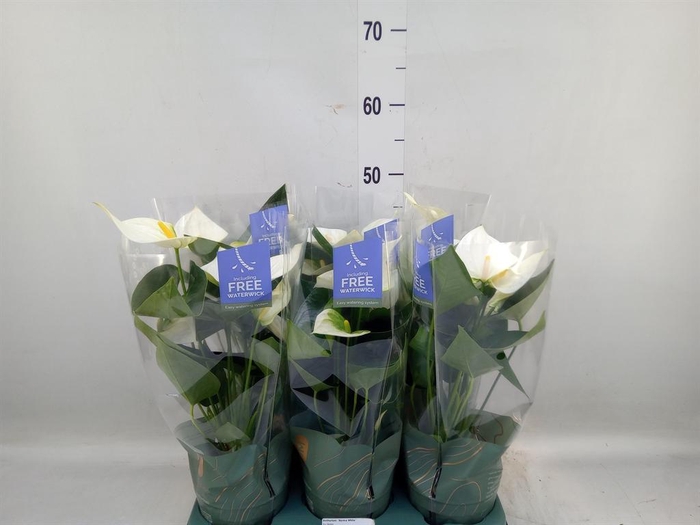 <h4>Anthurium  'Karma White'</h4>