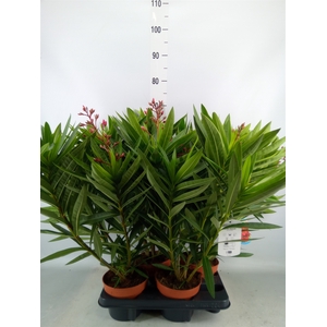 Nerium oleander   ...