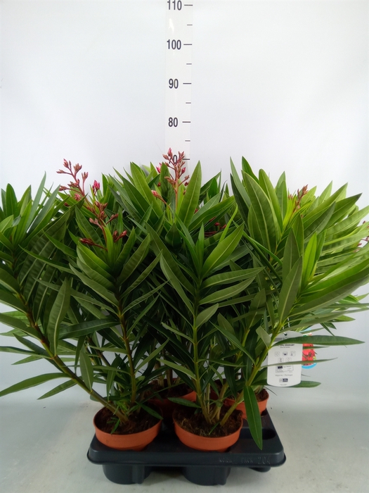 <h4>Nerium oleander   ...</h4>
