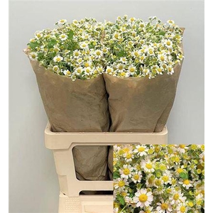 Tana Pa Single Vegmo