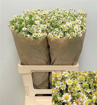 <h4>Tana Pa Single Vegmo</h4>